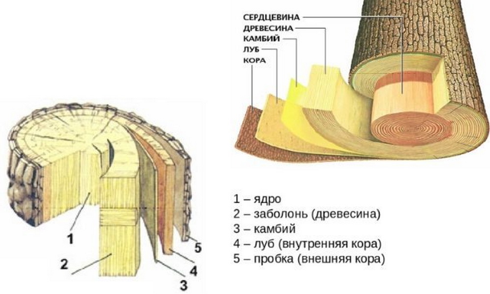 структура ствола