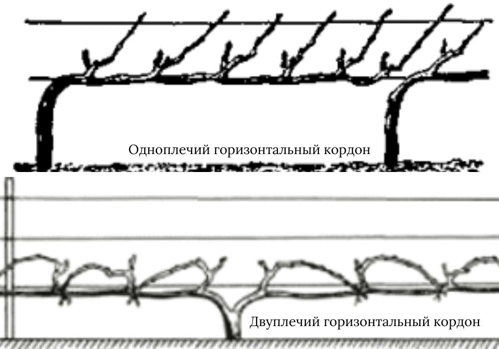 виды формировок винограда